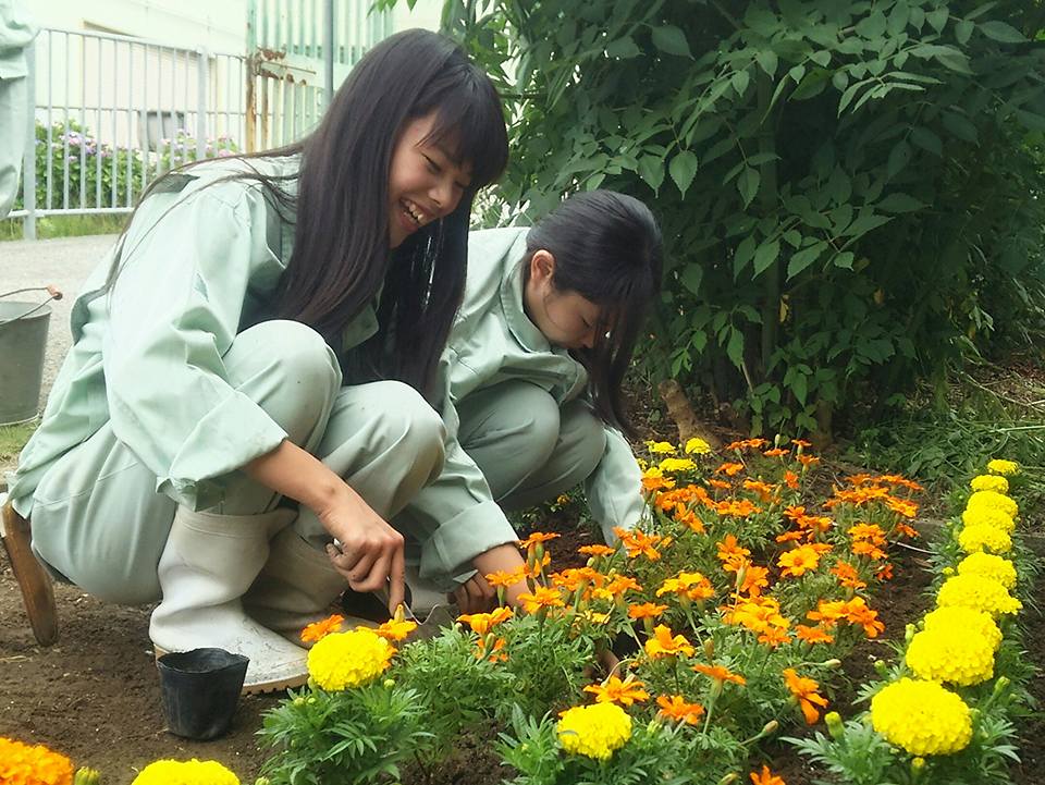 テランセラとマリーゴールドで花壇作り 大阪府立農芸高等学校