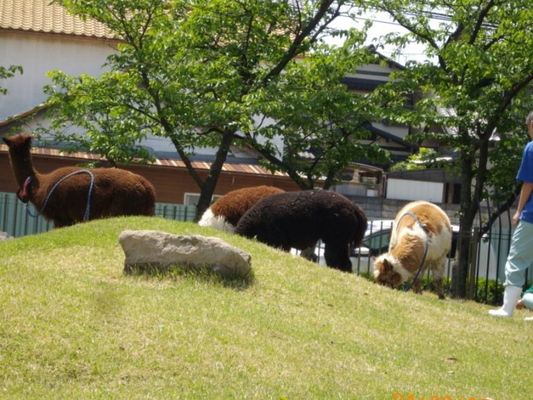 百年の丘 ふれあい動物公開日状況（4月30日） 大阪府立農芸高等学校