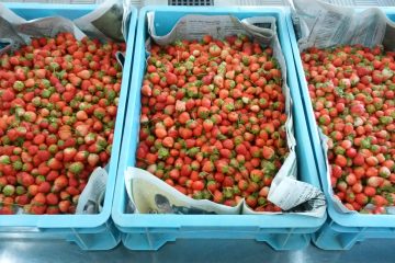 イチゴの収穫に行きました