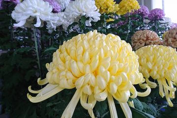 日本一の菊を決める祭典「菊花展」にて優秀賞受賞