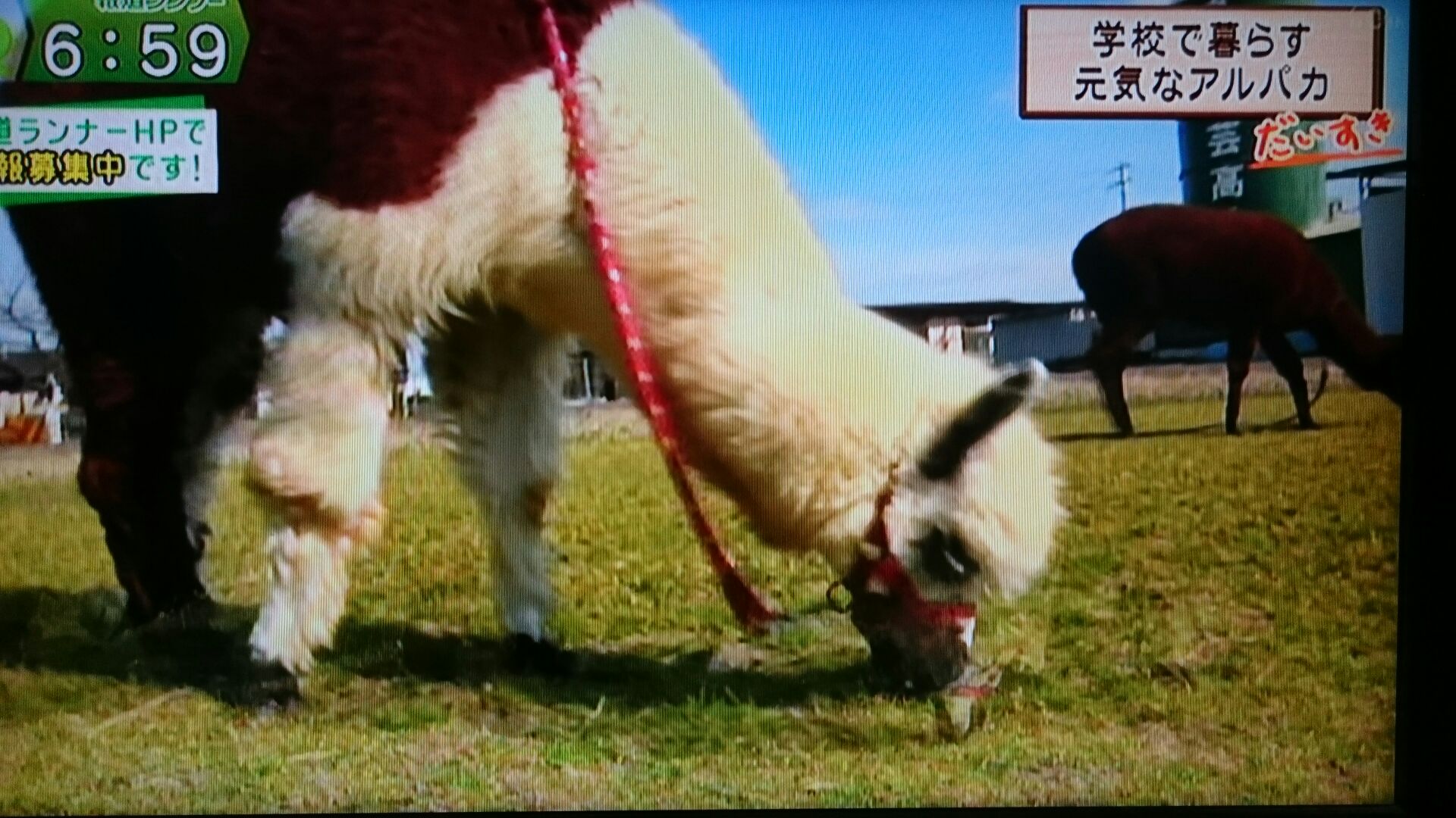 Tvデビュー アルパカ一家 大阪府立農芸高等学校