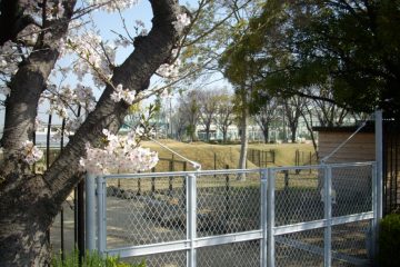 桜満開での百年の丘公開（3月31日）