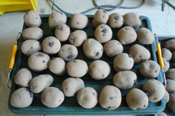 ジャガイモの定植（準備～出芽）
