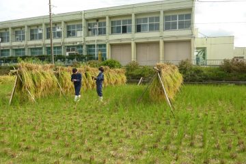 ネリカ米収穫しました