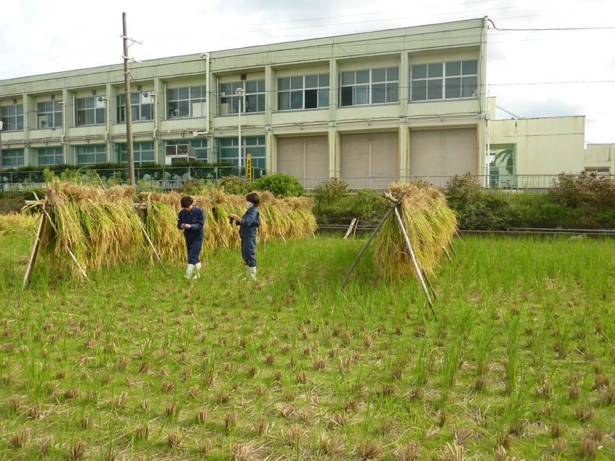 ネリカ米収穫しました | 大阪府立農芸高等学校