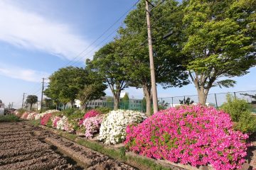 農芸高校のヒラドツツジが満開になりました