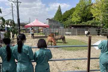 「馬の行動と心理」についての学び