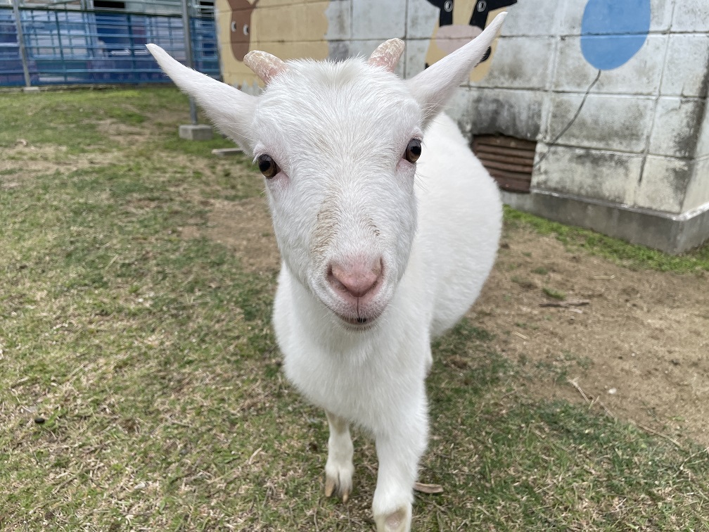 ふれあい動物専攻 ヤギのお引越し♪ | 大阪府立農芸高等学校