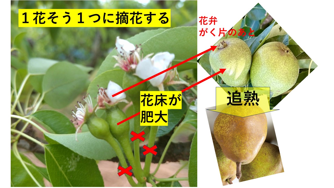 摘花を知ってますか? | 大阪府立農芸高等学校