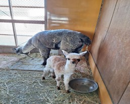 アルパカ「マティ」の成長過程