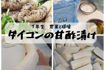 「ダイコンの甘酢漬け」製造実習