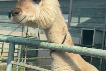 モコモコ!アルパカの毛について!