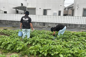 🥔ジャガイモ、順調に育っています✨
